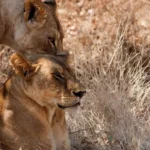 9-Day Ultimate Tanzania Wildlife Safari