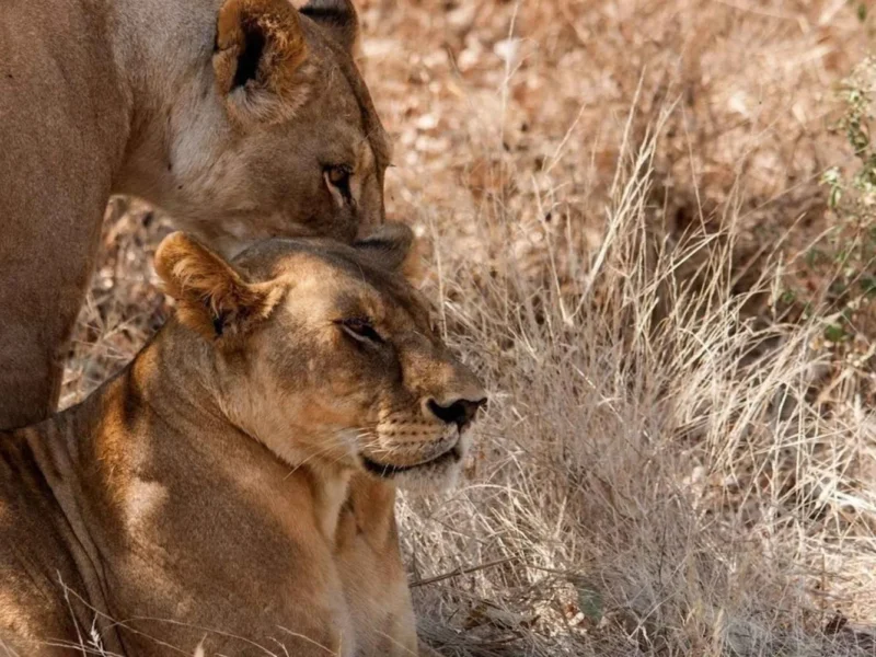 9-Day Ultimate Tanzania Wildlife Safari
