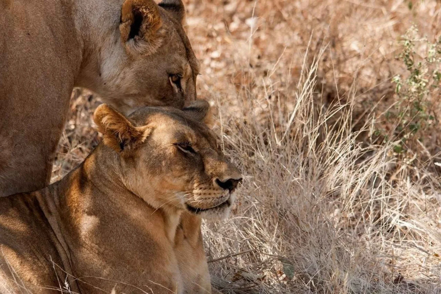 9-Day Ultimate Tanzania Wildlife Safari