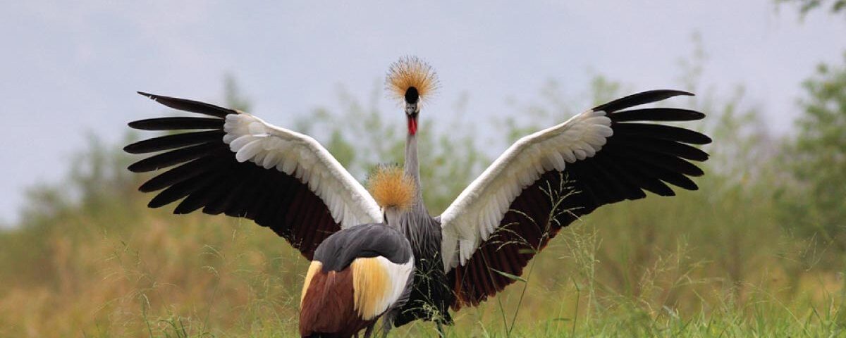 Best Time to Visit Uganda