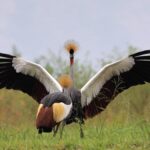 Best Time to Visit Uganda