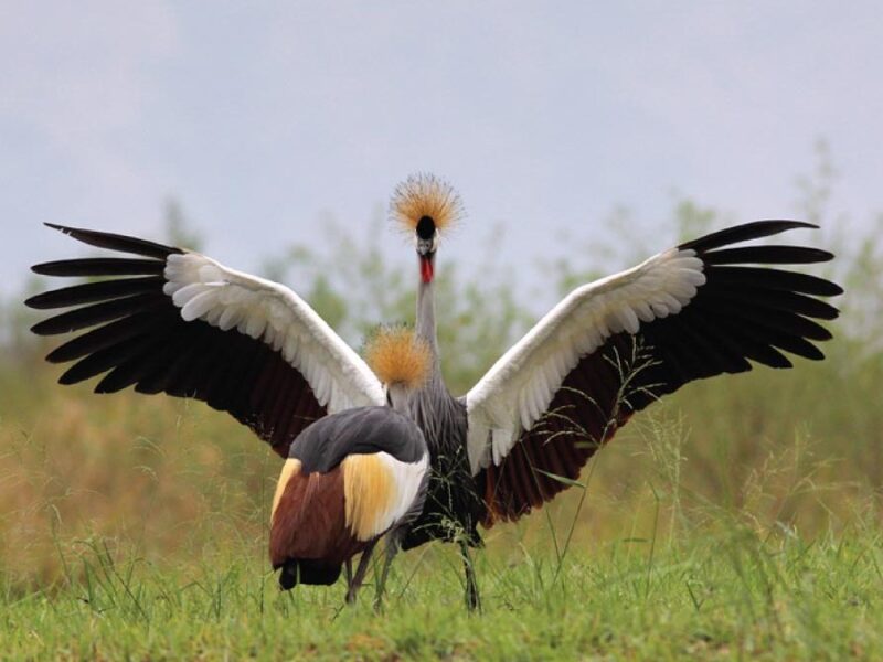 Best Time to Visit Uganda