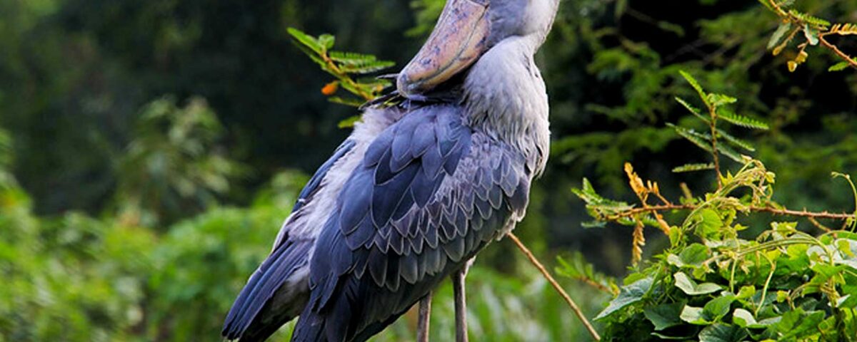 Why Uganda Is Africa’s Best Kept Safari Secret in 2026