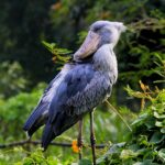 Why Uganda Is Africa’s Best Kept Safari Secret in 2026