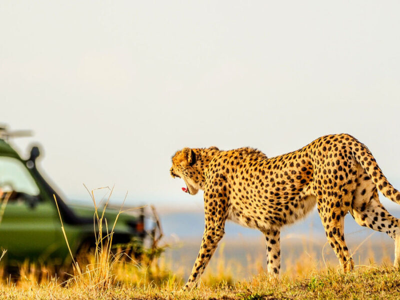 Which Wildlife Can I Expect to See on a Maasai Mara Game Drive?