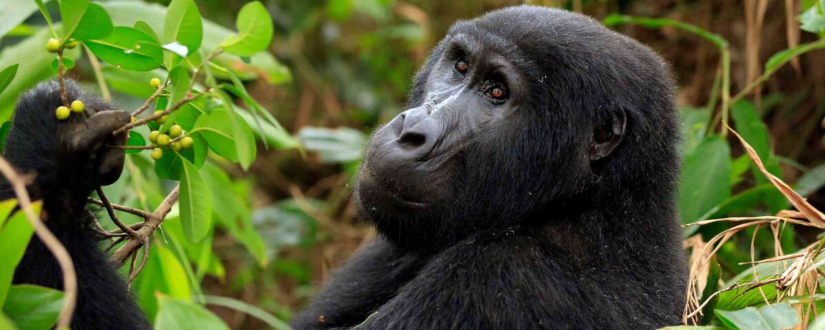 Gorilla Trekking in Uganda