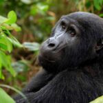 Gorilla Trekking in Uganda