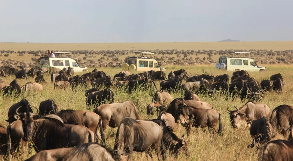 What Makes Maasai Mara One of Kenya’s Best Safari Destinations?