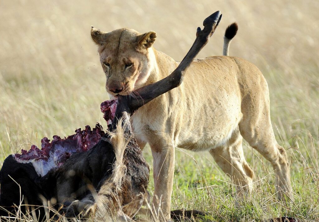 What Predators Can Be Seen During the Great Migration Expedition?