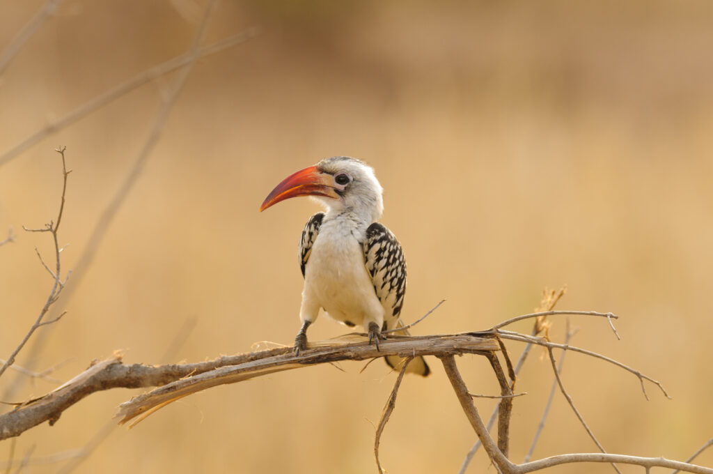 What Rare Bird Species Can Be Spotted During Kenya & Tanzania Safaris?