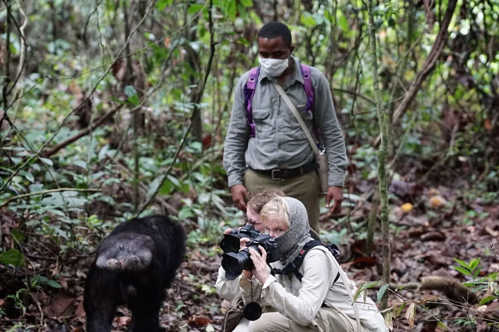 What Should I Wear for Chimpanzee Tracking in Uganda?