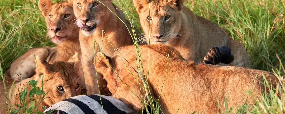 What is Included in Most East Africa Safari Packages?