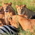 What is Included in Most East Africa Safari Packages?