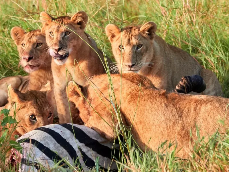 What is Included in Most East Africa Safari Packages?