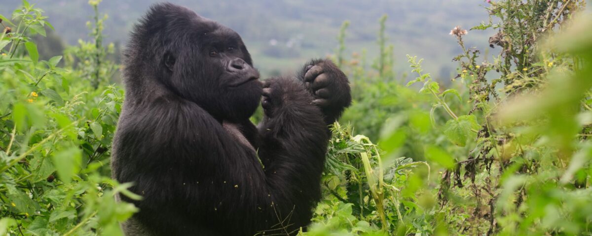 What is the Cost of a Gorilla Trekking Permit in Rwanda?