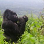 What is the Cost of a Gorilla Trekking Permit in Rwanda?