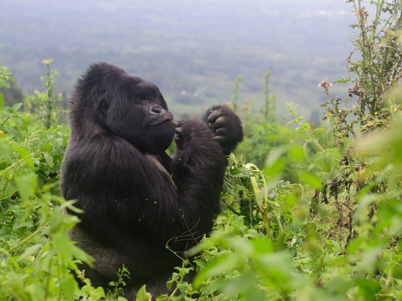 What is the Cost of a Gorilla Trekking Permit in Rwanda?