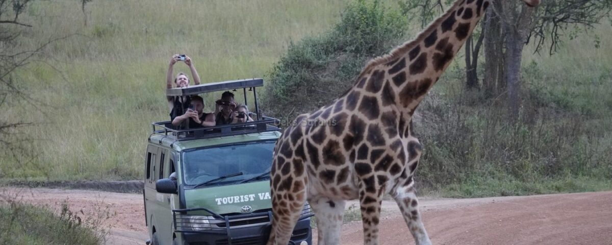 How Close Do Vehicles Get to Wild Animals on a Uganda Rwanda Safari?