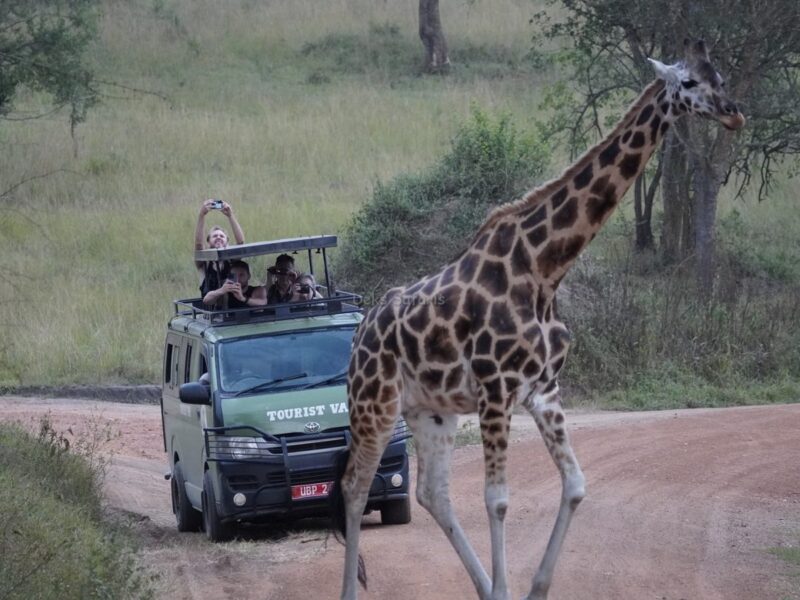 How Close Do Vehicles Get to Wild Animals on a Uganda Rwanda Safari?