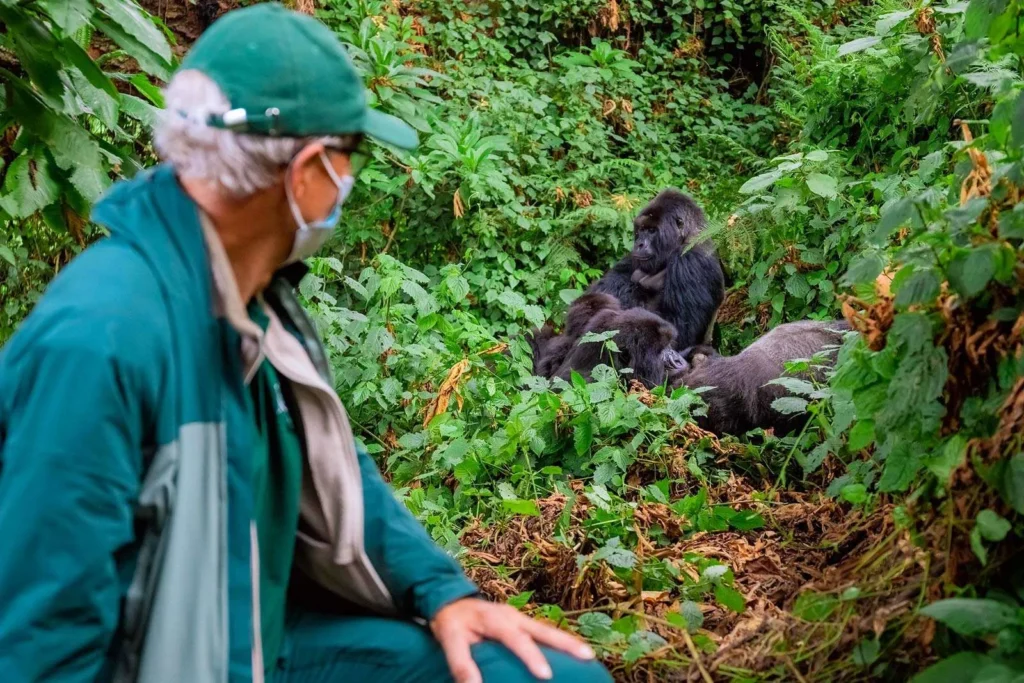 What Rules Must Be Followed During Gorilla Trekking?