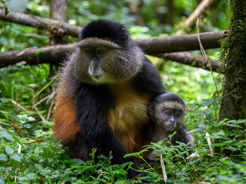 Golden Monkey Tracking