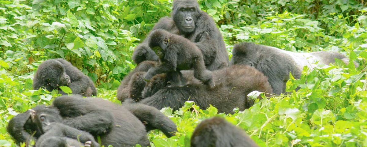 How Difficult Is Gorilla Trekking in Bwindi