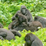 How Difficult Is Gorilla Trekking in Bwindi