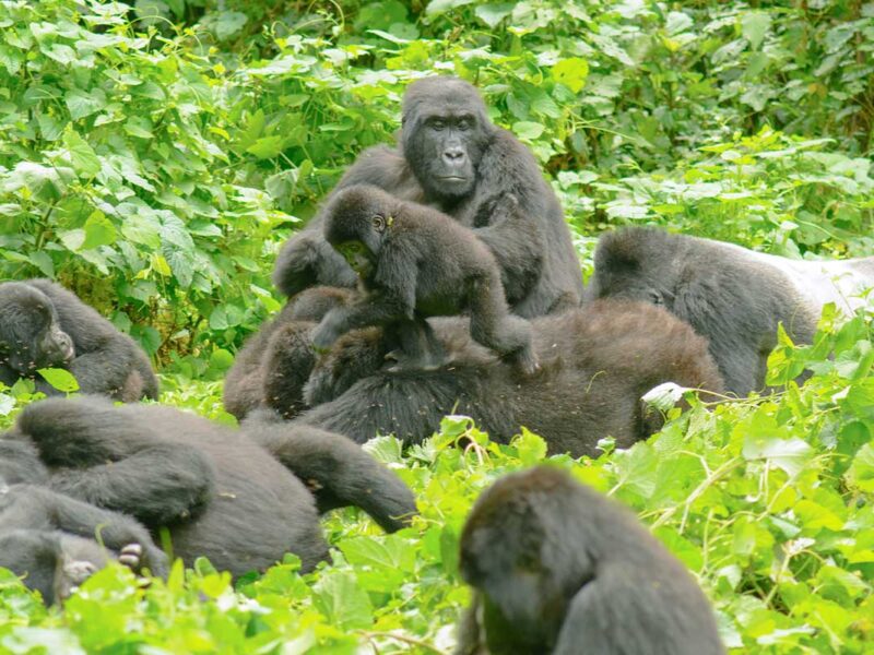 How Difficult Is Gorilla Trekking in Bwindi