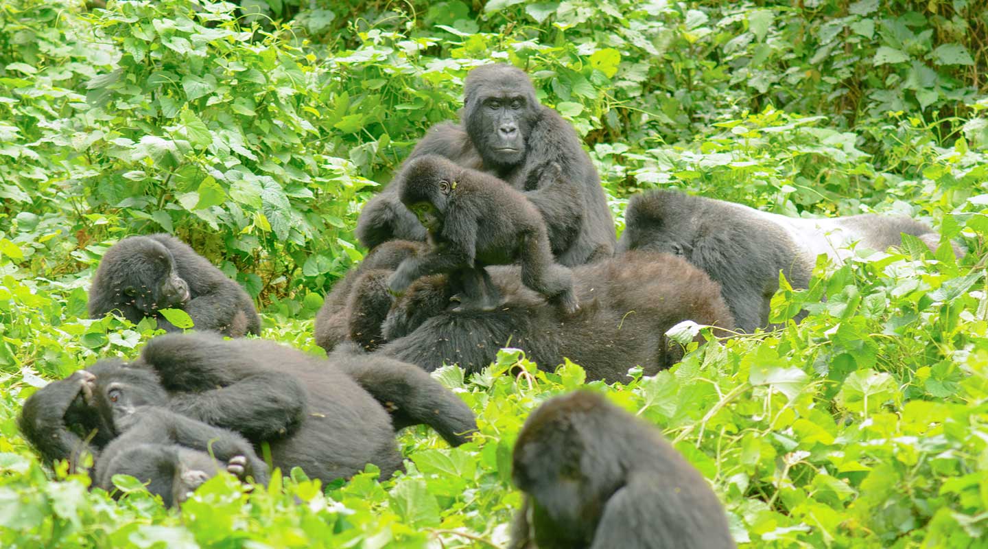 How Difficult Is Gorilla Trekking in Bwindi