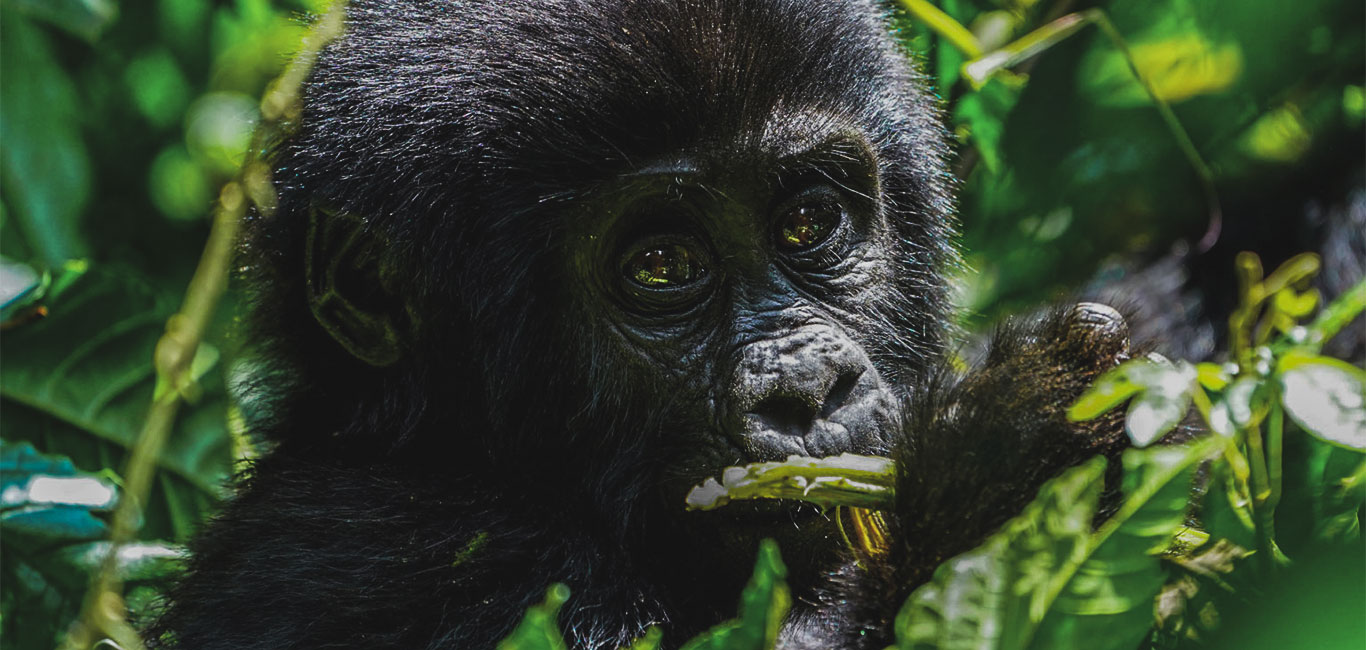 gorilla habituation experience