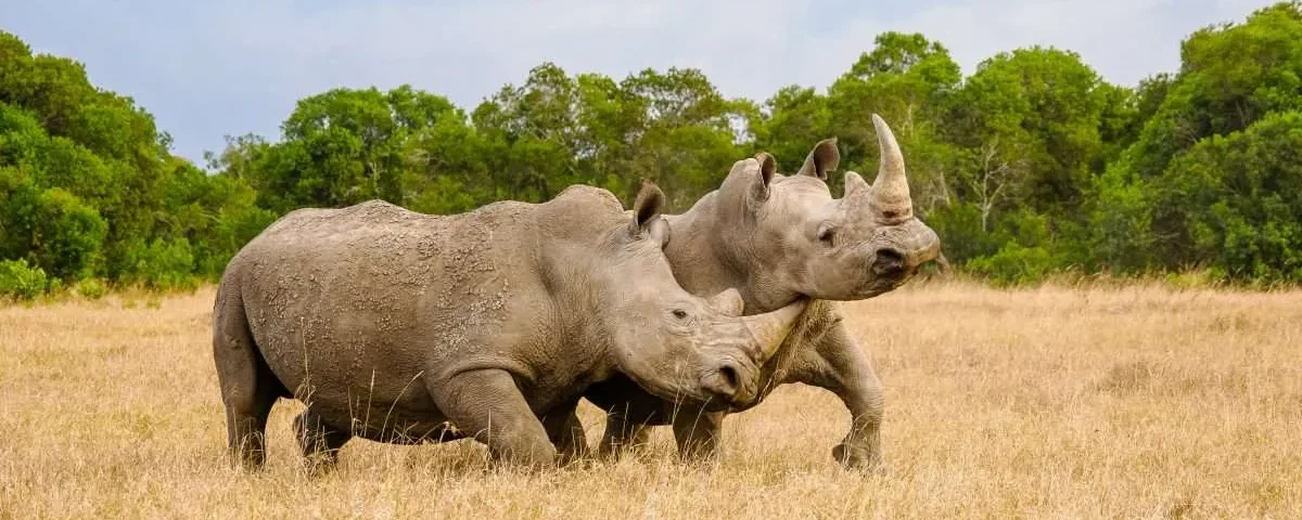 Wildlife in Ol Pejeta