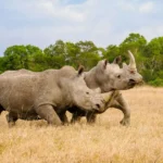 Wildlife in Ol Pejeta