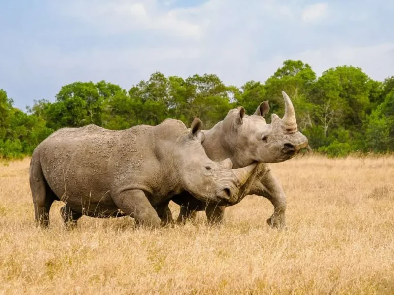 Wildlife in Ol Pejeta