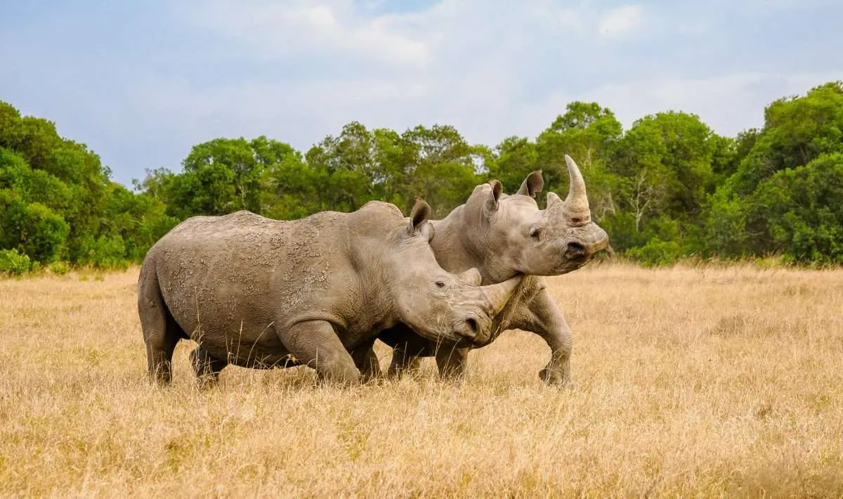 Wildlife in Ol Pejeta