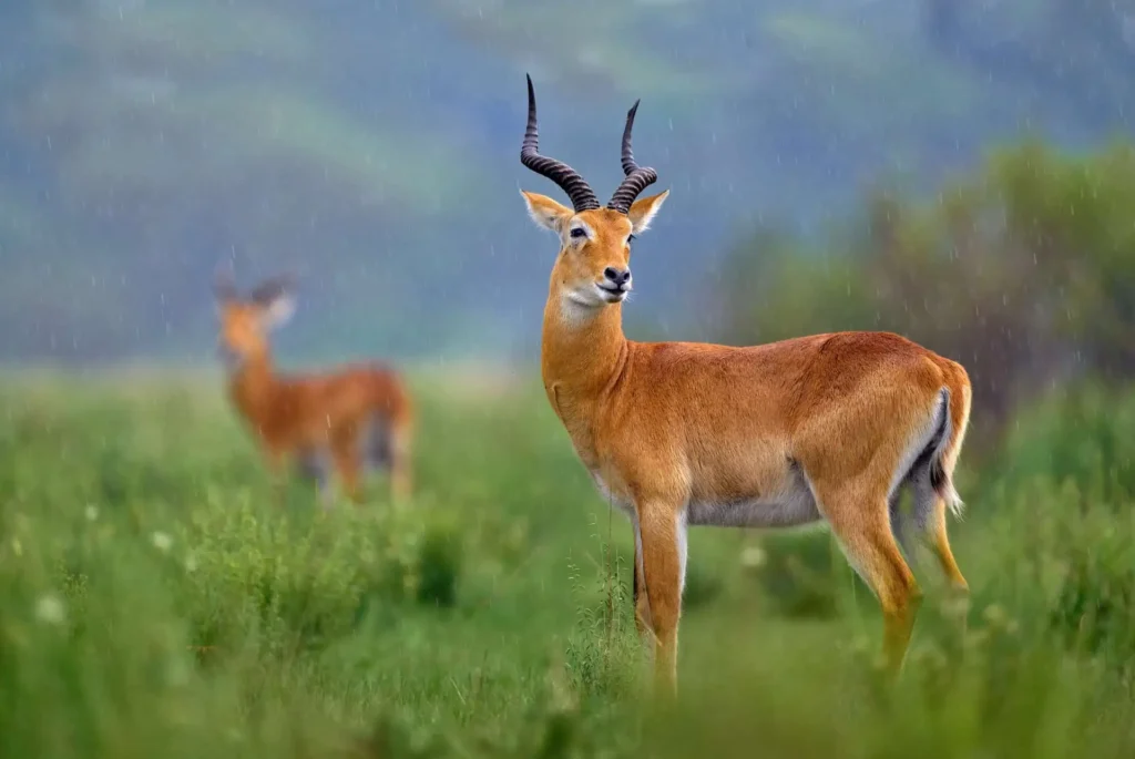 What Wildlife Can I See in Hell’s Gate National Park?