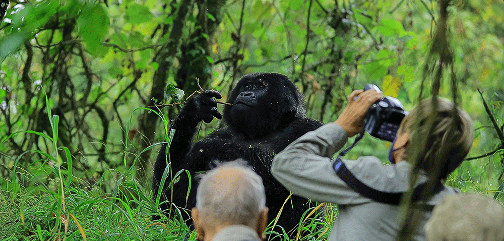 Can I Take Photographs During Gorilla Trekking