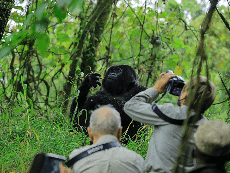 Can I Take Photographs During Gorilla Trekking