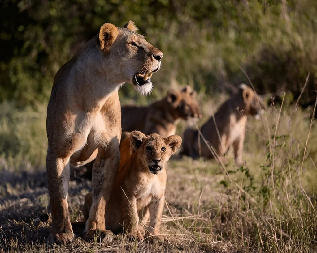 How Many National Parks Can You Visit in One Trip in Uganda?