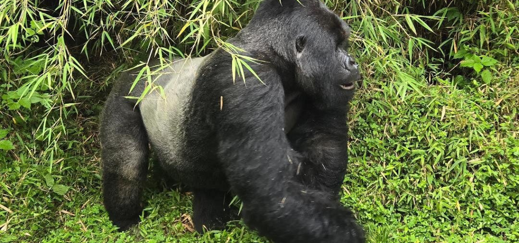 Why Bwindi Impenetrable Forest Is Famous in Uganda
