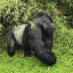 Why Bwindi Impenetrable Forest Is Famous in Uganda