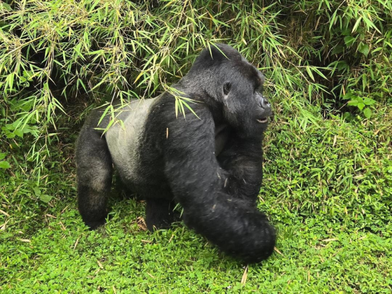 Why Bwindi Impenetrable Forest Is Famous in Uganda