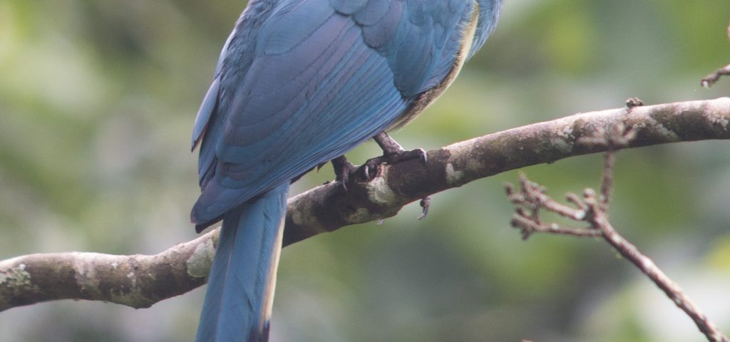 What Birds Can I See During Chimp Tracking