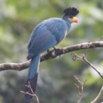 What Birds Can I See During Chimp Tracking
