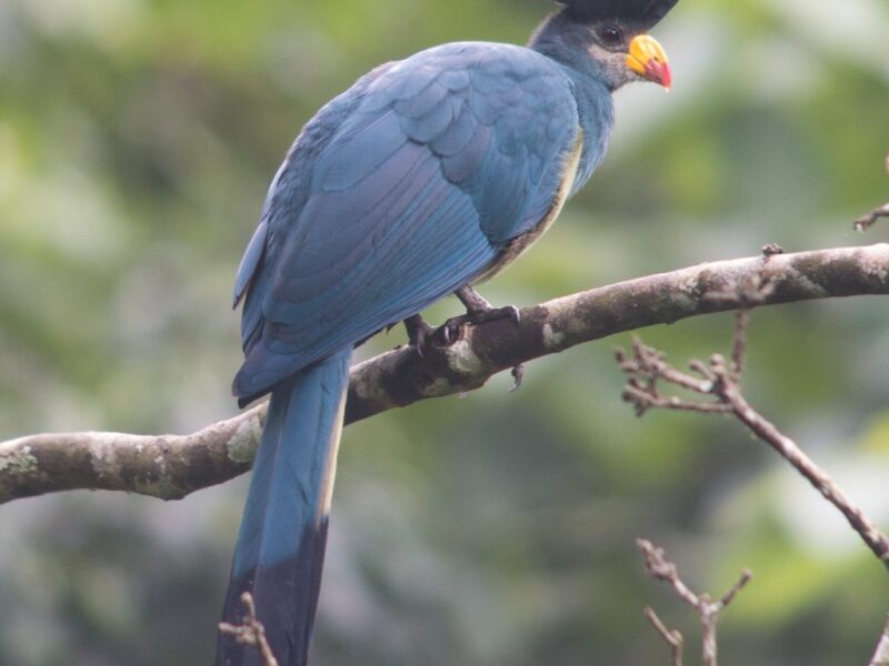 What Birds Can I See During Chimp Tracking