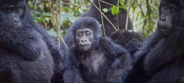 Top 15 Things to Do in Uganda